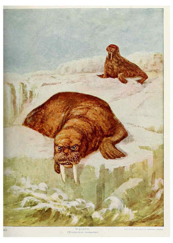 Reproducción/Reproduction 6276431243: Nature neighbors. v.5. Chicago,American Audobon association[c1914] 