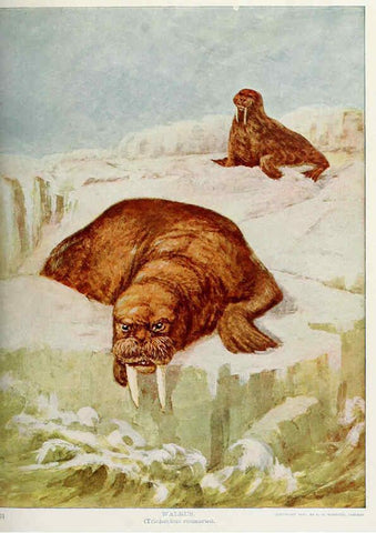 Reproducción/Reproduction 6276431243: Nature neighbors. v.5. Chicago,American Audobon association[c1914] 