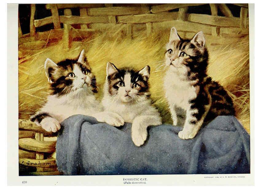 Reproducción/Reproduction 6276952650: Nature neighbors. v.5. Chicago,American Audobon association[c1914] 