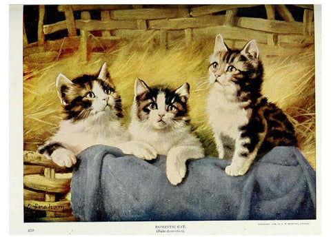 Reproducción/Reproduction 6276952650: Nature neighbors. v.5. Chicago,American Audobon association[c1914] 
