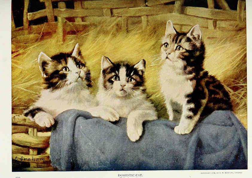 Reproducción/Reproduction 6276952650: Nature neighbors. v.5. Chicago,American Audobon association[c1914] 