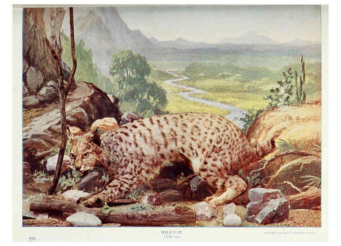 Reproducción/Reproduction 6276432063: Nature neighbors. v.5. Chicago,American Audobon association[c1914] 