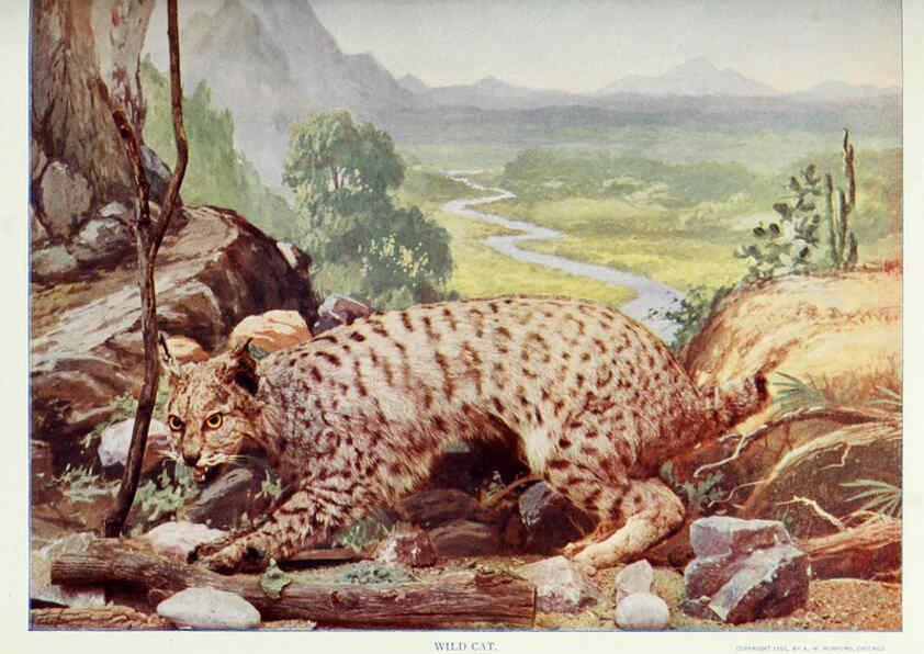 Reproducción/Reproduction 6276432063: Nature neighbors. v.5. Chicago,American Audobon association[c1914] 