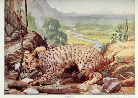 Reproducción/Reproduction 6276432063: Nature neighbors. v.5. Chicago,American Audobon association[c1914] 