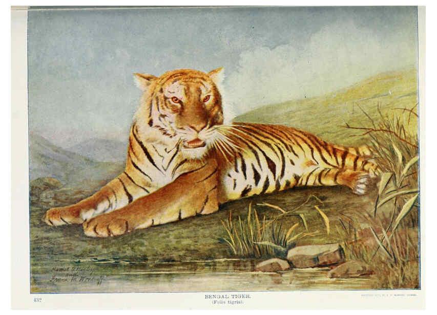 Reproducción/Reproduction 6276953184: Nature neighbors. v.5. Chicago,American Audobon association[c1914] 