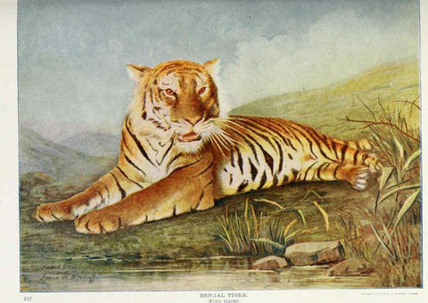 Reproducción/Reproduction 6276953184: Nature neighbors. v.5. Chicago,American Audobon association[c1914] 