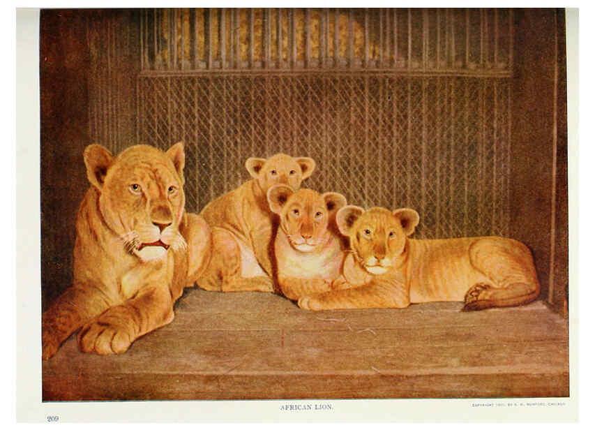 Reproducción/Reproduction 6276953606: Nature neighbors. v.5. Chicago,American Audobon association[c1914] 