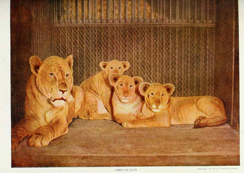 Reproducción/Reproduction 6276953606: Nature neighbors. v.5. Chicago,American Audobon association[c1914] 