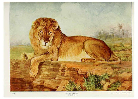 Reproducción/Reproduction 6276433125: Nature neighbors. v.5. Chicago,American Audobon association[c1914] 