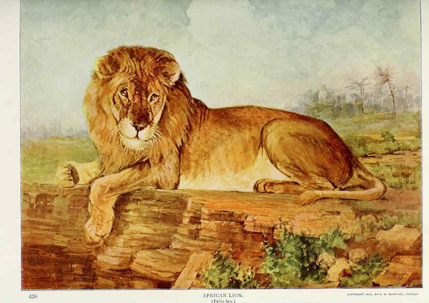 Reproducción/Reproduction 6276433125: Nature neighbors. v.5. Chicago,American Audobon association[c1914] 
