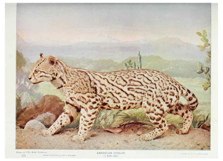 Reproducción/Reproduction 6276954338: Nature neighbors. v.5. Chicago,American Audobon association[c1914] 