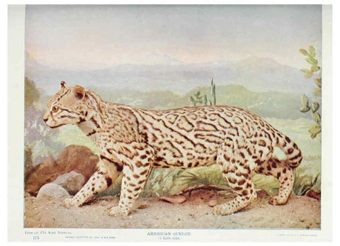 Reproducción/Reproduction 6276954338: Nature neighbors. v.5. Chicago,American Audobon association[c1914] 
