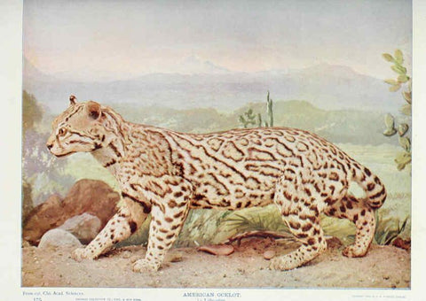 Reproducción/Reproduction 6276954338: Nature neighbors. v.5. Chicago,American Audobon association[c1914] 