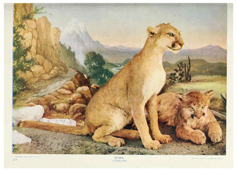 Reproducción/Reproduction 6276433947: Nature neighbors. v.5. Chicago,American Audobon association[c1914] 