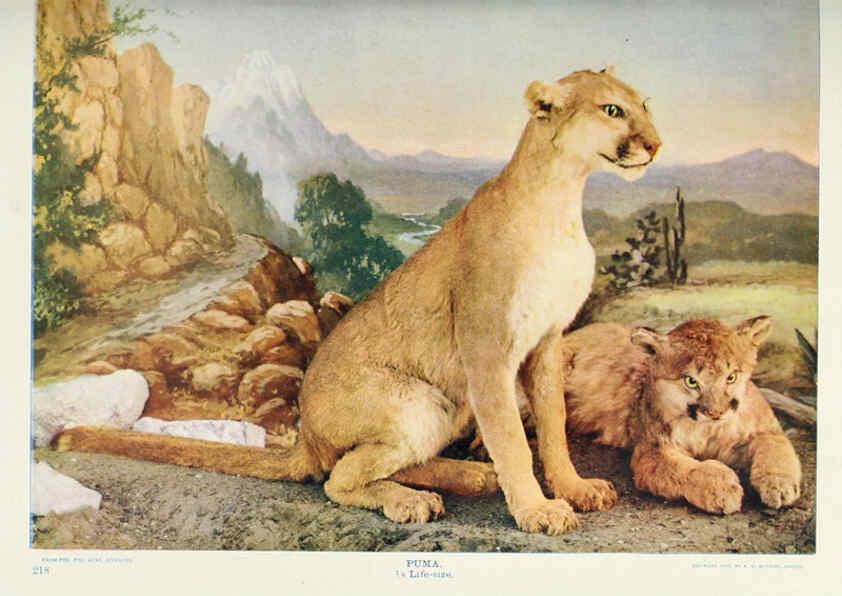 Reproducción/Reproduction 6276433947: Nature neighbors. v.5. Chicago,American Audobon association[c1914] 