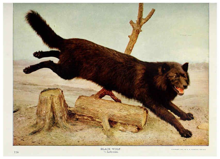 Reproducción/Reproduction 6276955446: Nature neighbors. v.5. Chicago,American Audobon association[c1914] 