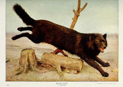 Reproducción/Reproduction 6276955446: Nature neighbors. v.5. Chicago,American Audobon association[c1914] 