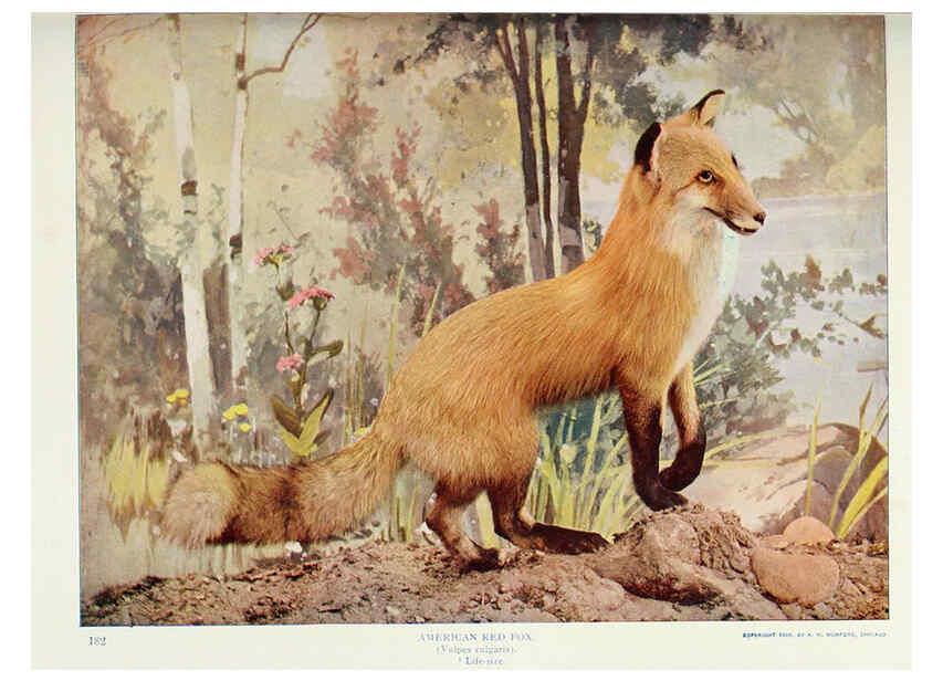 Reproducción/Reproduction 6276435371: Nature neighbors. v.5. Chicago,American Audobon association[c1914] 