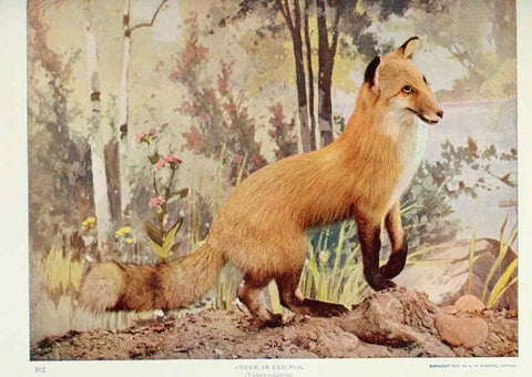 Reproducción/Reproduction 6276435371: Nature neighbors. v.5. Chicago,American Audobon association[c1914] 