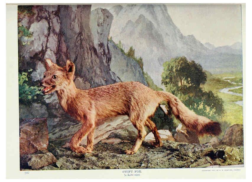Reproducción/Reproduction 6276956630: Nature neighbors. v.5. Chicago,American Audobon association[c1914] 