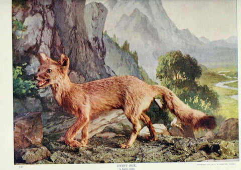 Reproducción/Reproduction 6276956630: Nature neighbors. v.5. Chicago,American Audobon association[c1914] 