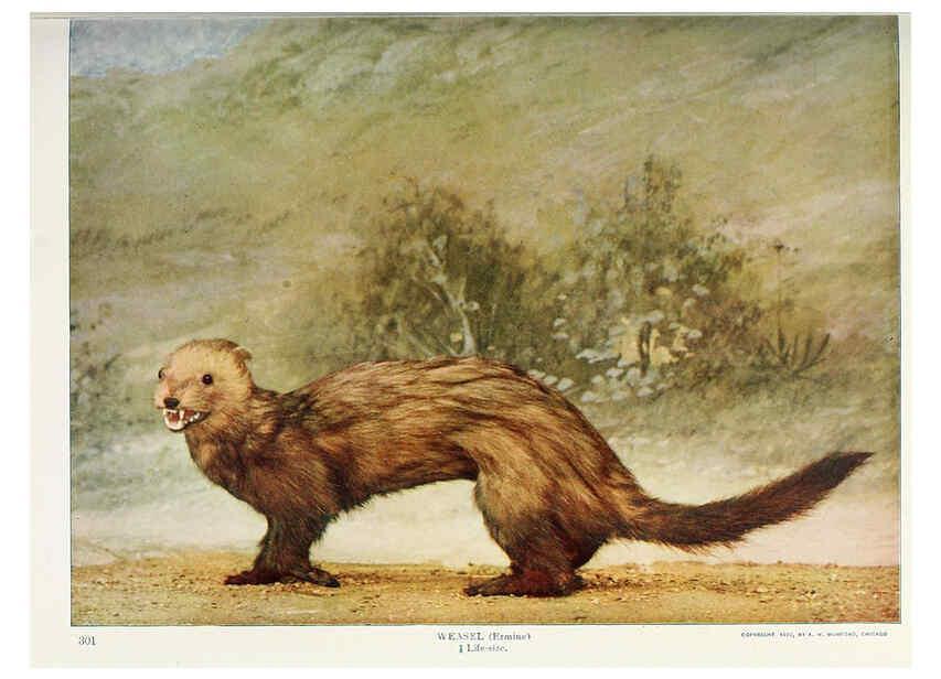 Reproducción/Reproduction 6276950182: Nature neighbors. v.5. Chicago,American Audobon association[c1914] 