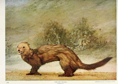Reproducción/Reproduction 6276950182: Nature neighbors. v.5. Chicago,American Audobon association[c1914] 