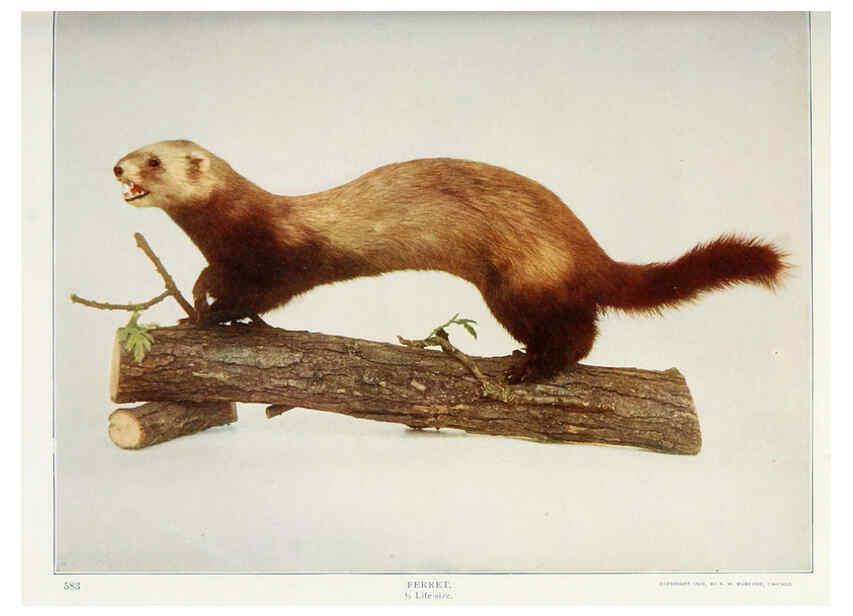 Reproducción/Reproduction 6276428905: Nature neighbors. v.5. Chicago,American Audobon association[c1914] 