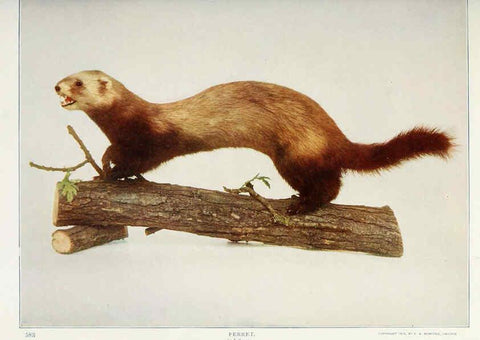 Reproducción/Reproduction 6276428905: Nature neighbors. v.5. Chicago,American Audobon association[c1914] 