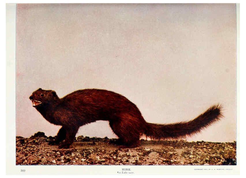 Reproducción/Reproduction 6276428521: Nature neighbors. v.5. Chicago,American Audobon association[c1914] 