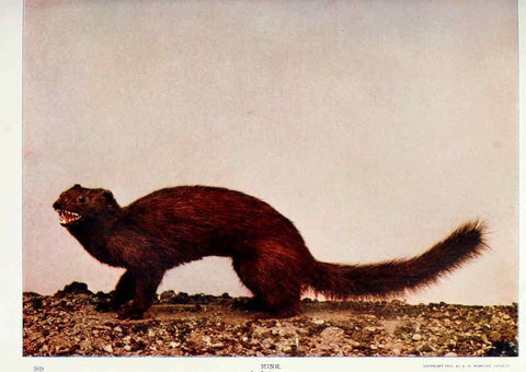 Reproducción/Reproduction 6276428521: Nature neighbors. v.5. Chicago,American Audobon association[c1914] 