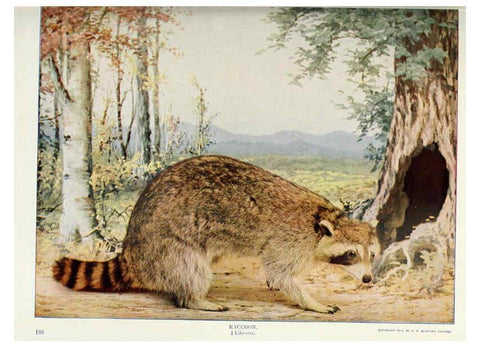 Reproducción/Reproduction 6276949074: Nature neighbors. v.5. Chicago,American Audobon association[c1914] 