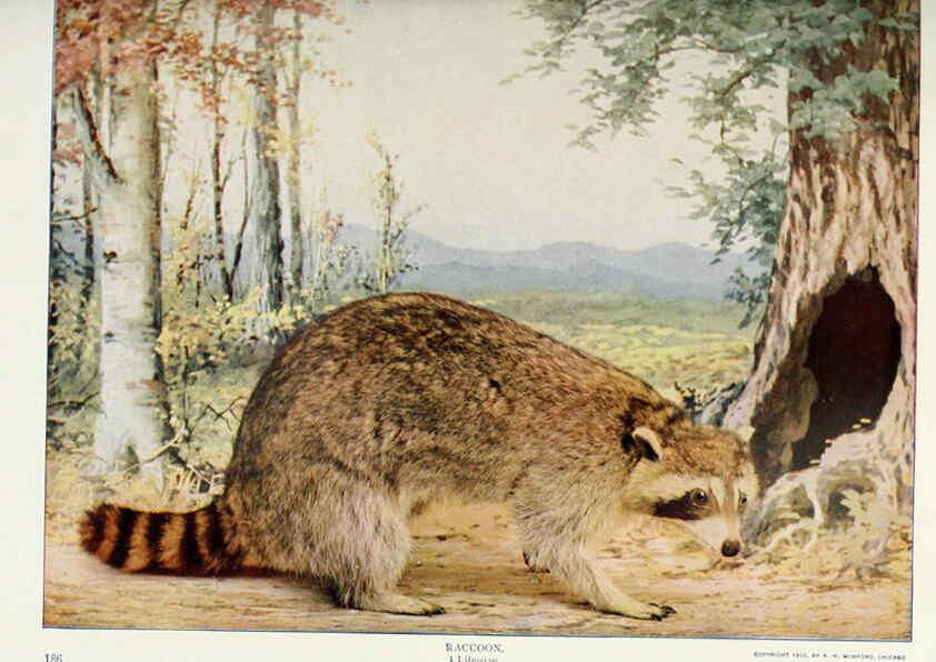 Reproducción/Reproduction 6276949074: Nature neighbors. v.5. Chicago,American Audobon association[c1914] 