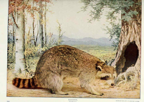 Reproducción/Reproduction 6276949074: Nature neighbors. v.5. Chicago,American Audobon association[c1914] 
