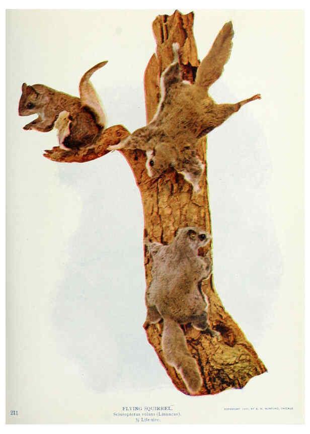 Reproducción/Reproduction 6276422435: Nature neighbors. v.5. Chicago,American Audobon association[c1914] 
