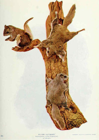 Reproducción/Reproduction 6276422435: Nature neighbors. v.5. Chicago,American Audobon association[c1914] 