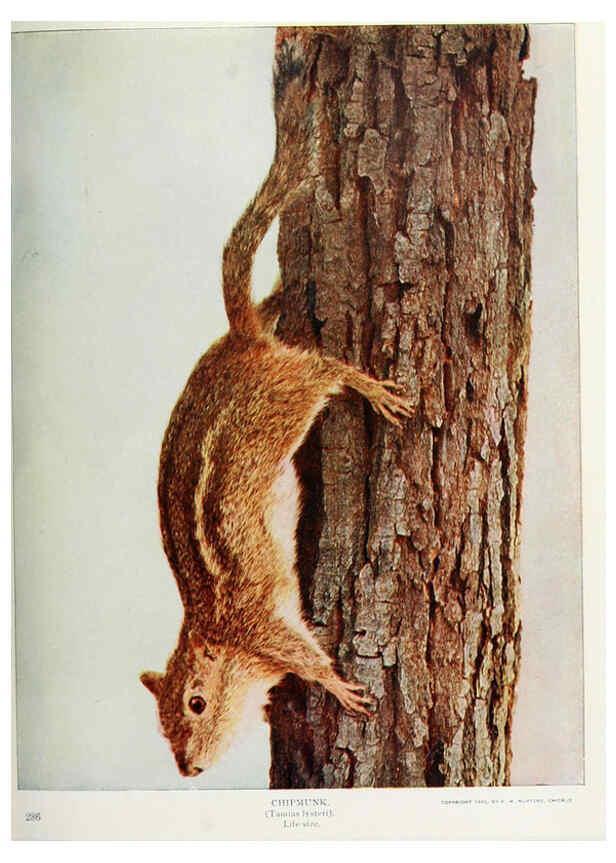Reproducción/Reproduction 6276944342: Nature neighbors. v.5. Chicago,American Audobon association[c1914] 