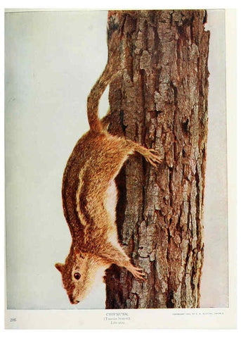 Reproducción/Reproduction 6276944342: Nature neighbors. v.5. Chicago,American Audobon association[c1914] 