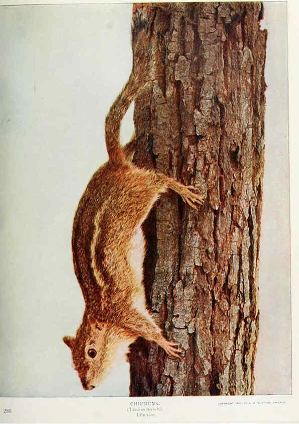 Reproducción/Reproduction 6276944342: Nature neighbors. v.5. Chicago,American Audobon association[c1914] 