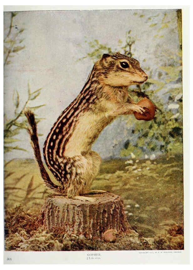 Reproducción/Reproduction 6276944678: Nature neighbors. v.5. Chicago,American Audobon association[c1914] 