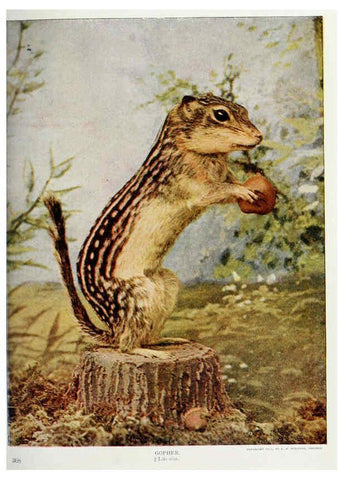 Reproducción/Reproduction 6276944678: Nature neighbors. v.5. Chicago,American Audobon association[c1914] 