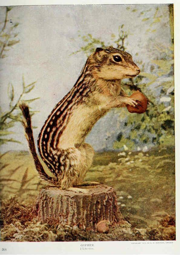 Reproducción/Reproduction 6276944678: Nature neighbors. v.5. Chicago,American Audobon association[c1914] 