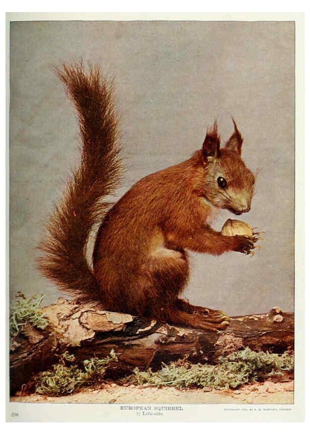 Reproducción/Reproduction 6276423661: Nature neighbors. v.5. Chicago,American Audobon association[c1914] 