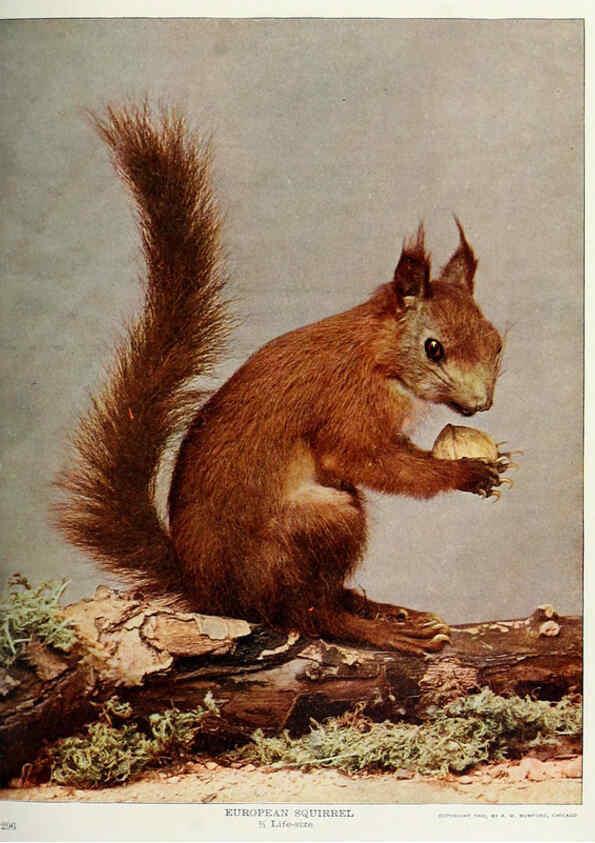 Reproducción/Reproduction 6276423661: Nature neighbors. v.5. Chicago,American Audobon association[c1914] 