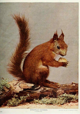 Reproducción/Reproduction 6276423661: Nature neighbors. v.5. Chicago,American Audobon association[c1914] 
