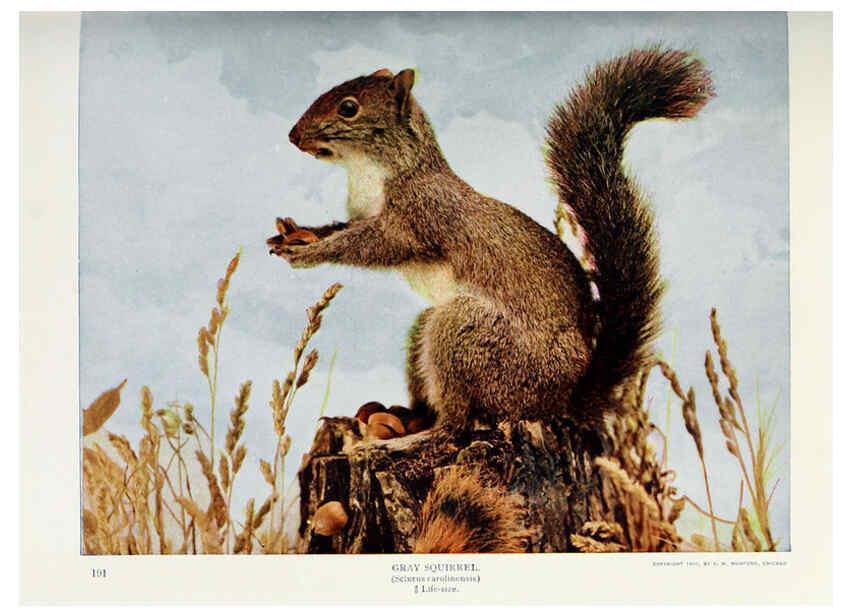 Reproducción/Reproduction 6276945294: Nature neighbors. v.5. Chicago,American Audobon association[c1914] 