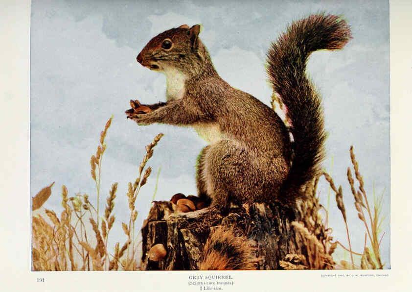 Reproducción/Reproduction 6276945294: Nature neighbors. v.5. Chicago,American Audobon association[c1914] 