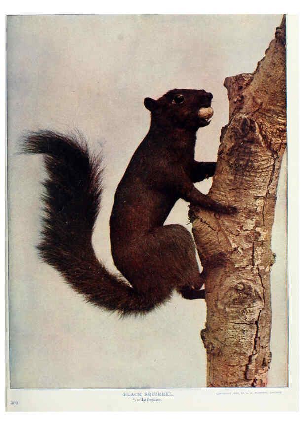 Reproducción/Reproduction 6276424401: Nature neighbors. v.5. Chicago,American Audobon association[c1914] 