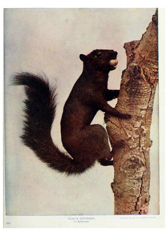 Reproducción/Reproduction 6276424401: Nature neighbors. v.5. Chicago,American Audobon association[c1914] 