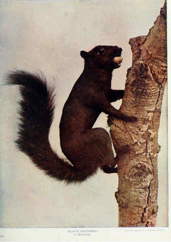 Reproducción/Reproduction 6276424401: Nature neighbors. v.5. Chicago,American Audobon association[c1914] 